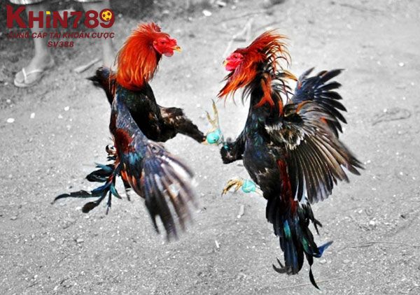 Dụng cụ chuẩn bị để băng cựa