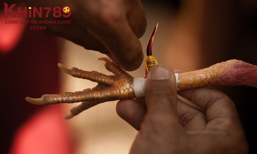 Lưu ý khi băng cựa cho gà đá