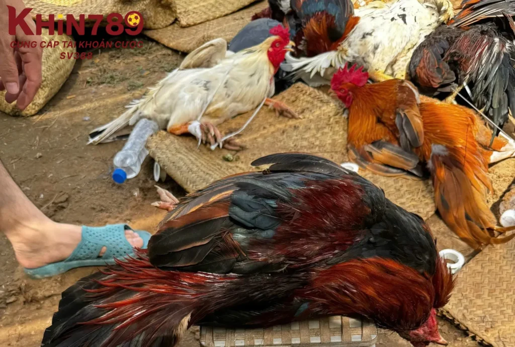 Một số câu hỏi về băng cựa gà đá