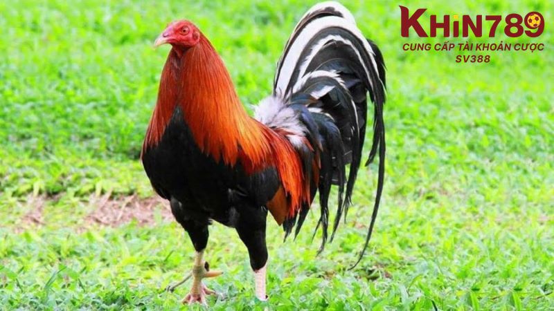 Gà đá mệnh mộc khoẻ mạnh và nhanh nhẹn