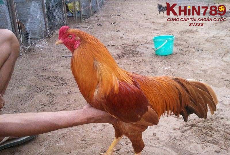 Gà đá mệnh hoả ra đòn nhanh nhẹn và quyết đoán