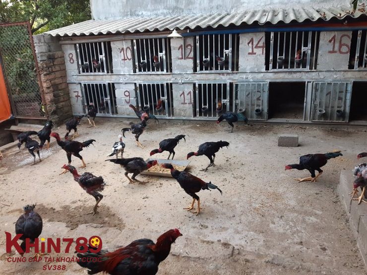 Chăm sóc và vệ sinh chuồng trại