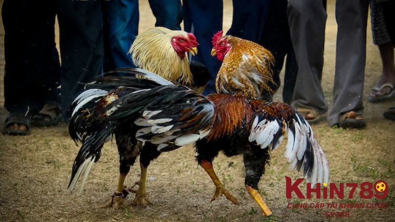 Gà đá có sức chiến tốt, thông minh và sắc sảo
