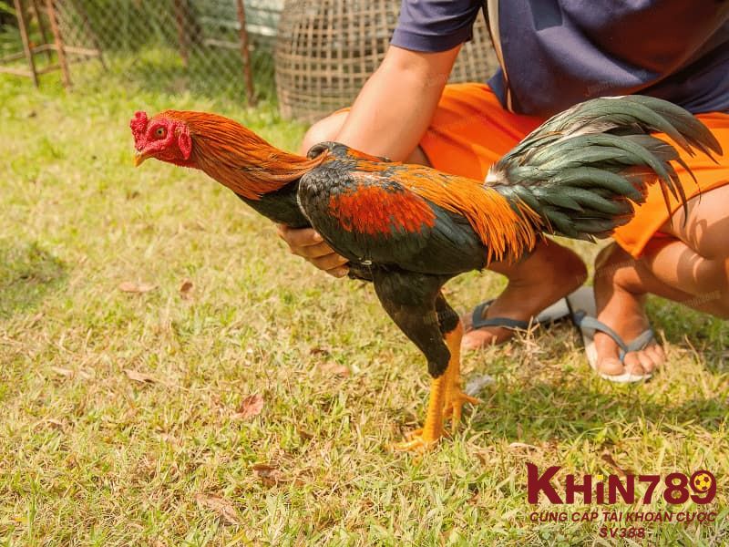 Chăm sóc gà khoa học để thúc đẩy sức đề kháng cho chiến kê của bạn