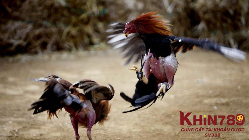 Chuồng nuôi gà đá cần thoáng đãng, sạch sẽ để không sinh bệnh