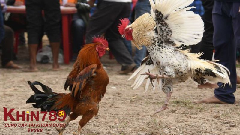 Một số lưu ý khi xem đá gà Thomo trực tiếp hôm nay