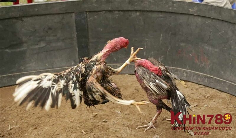 Hấp dẫn với từng phút thi đấu khi bắt đầu