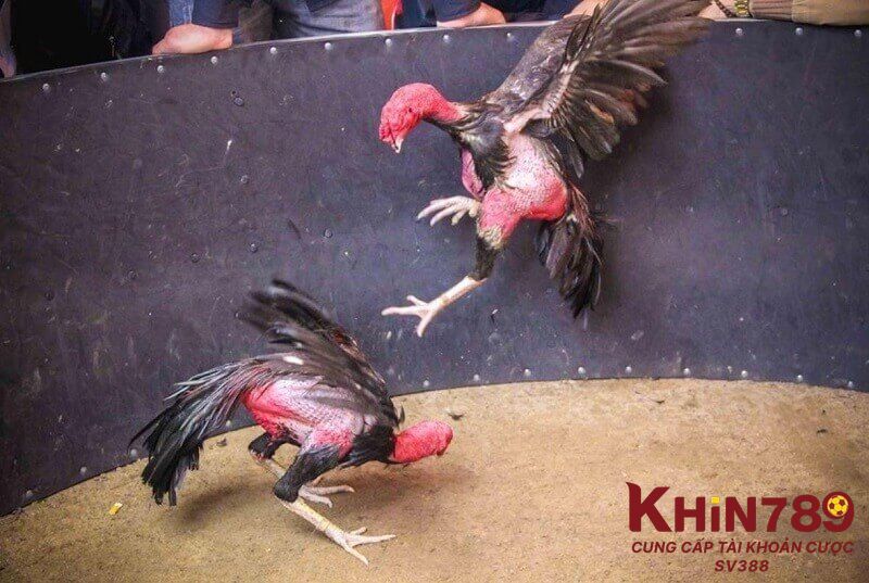 Hướng dẫn các bước chơi đá gà tại Khin789