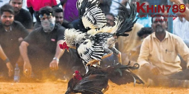 Bí kíp thắng lớn khi tham gia đá gà Campuchia