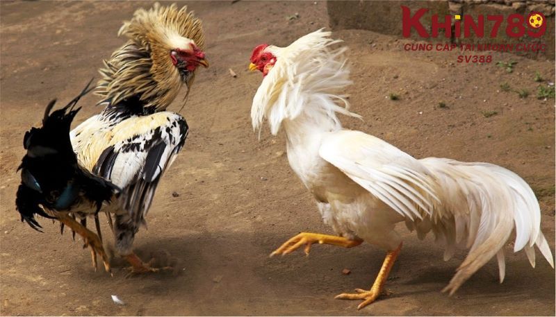 Thắc mắc thường gặp khi tham gia đá gà Campuchia