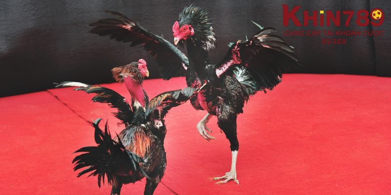Luật cơ bản của đá gà cựa dao tại Khin789