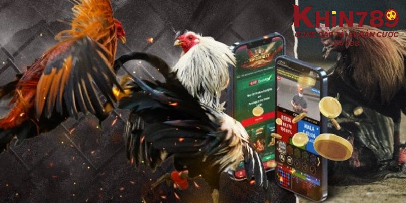 Luật xác định thắng thua đá gà cựa dao Khin789