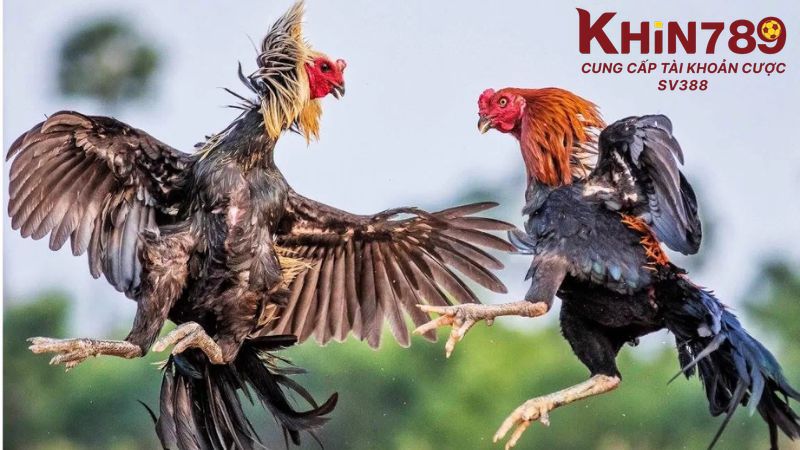 Đá gà Khin789 mang lại phút giây giải trí kịch tính