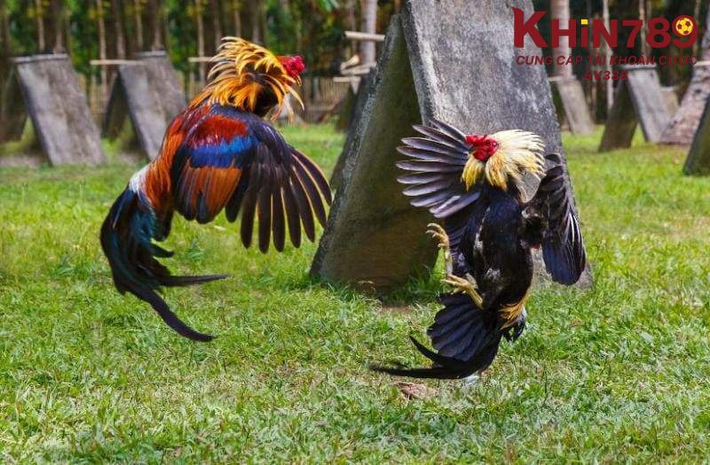 Đá xạ đòn đánh gây nhiều bất ngờ