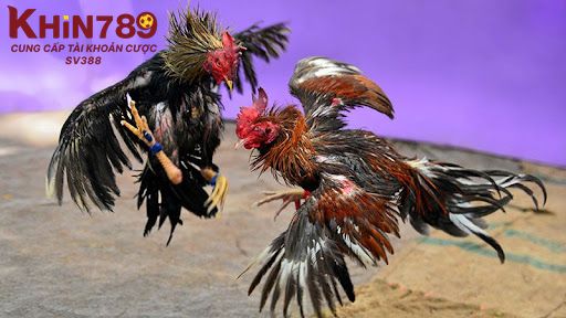 Đá gà Thomo kịch tính, gay cấn nên được nhiều người yêu thích