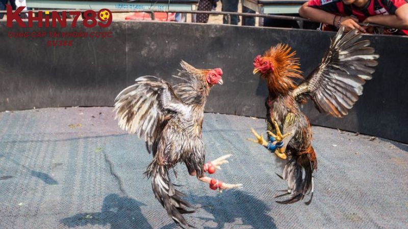 Hướng dẫn vào link trực tiếp đá gà Thomo an toàn, nhanh chóng