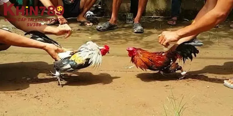 Thông tin về thể trạng và lối đá của gà