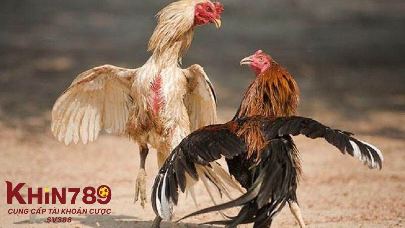 Giới thiệu về trường gà Thomo