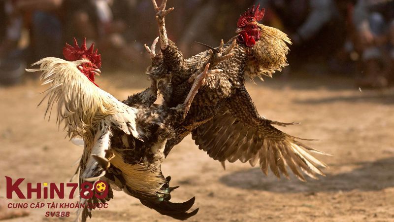 Điểm nổi bật giúp trường gà Thomo thu hút đông đảo người chơi