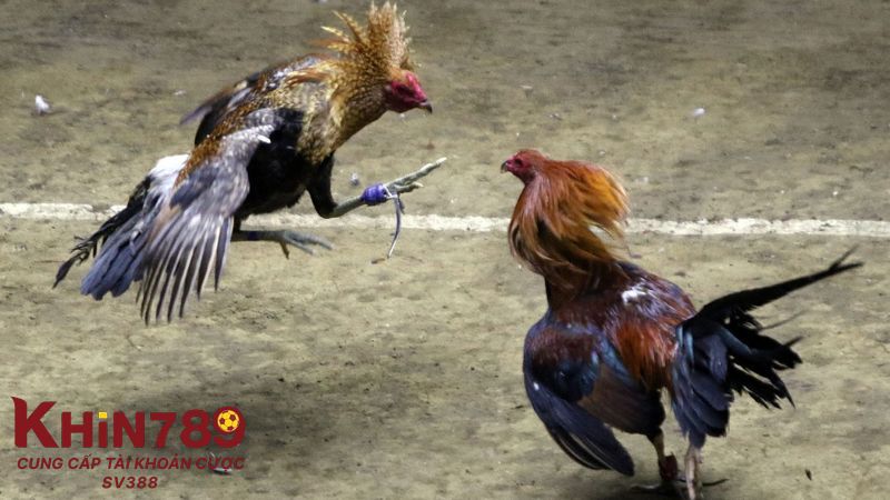 Cách tham gia trường gà Thomo trực tuyến