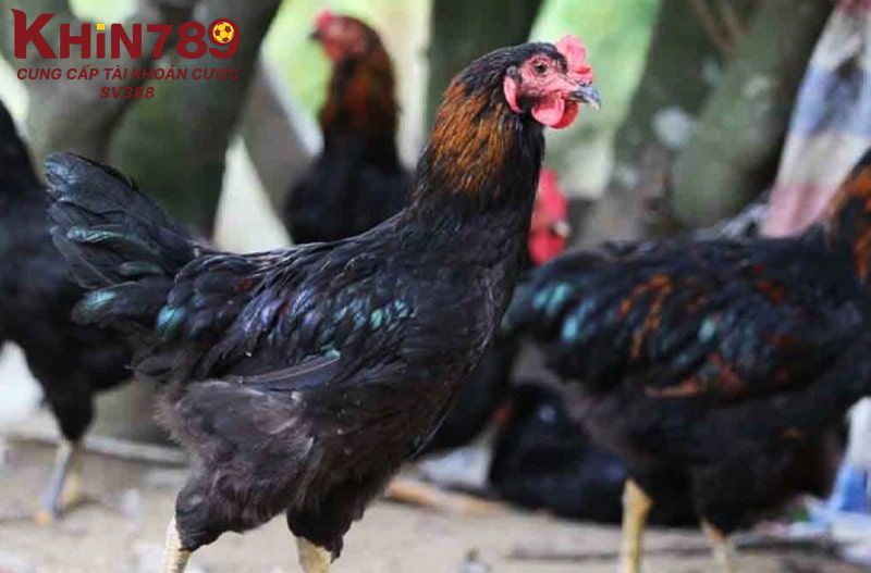 Cách chọn gà lai chọi sọc chuẩn cho sư kê mới vào nghề