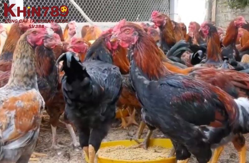 Chú ý cơ bản sư kê nên biết khi nuôi giống gà chiến này