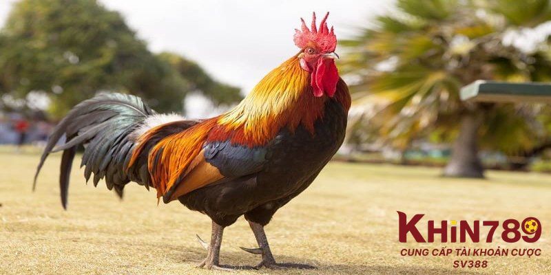 Gà rất linh hoạt và phản xạ nhanh