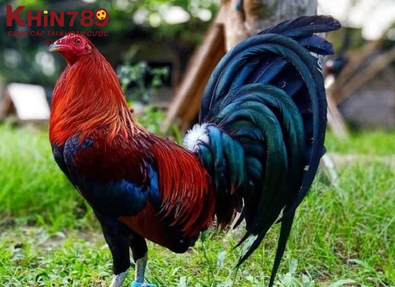 Xuất xứ của gà sư kê có thể tham khảo