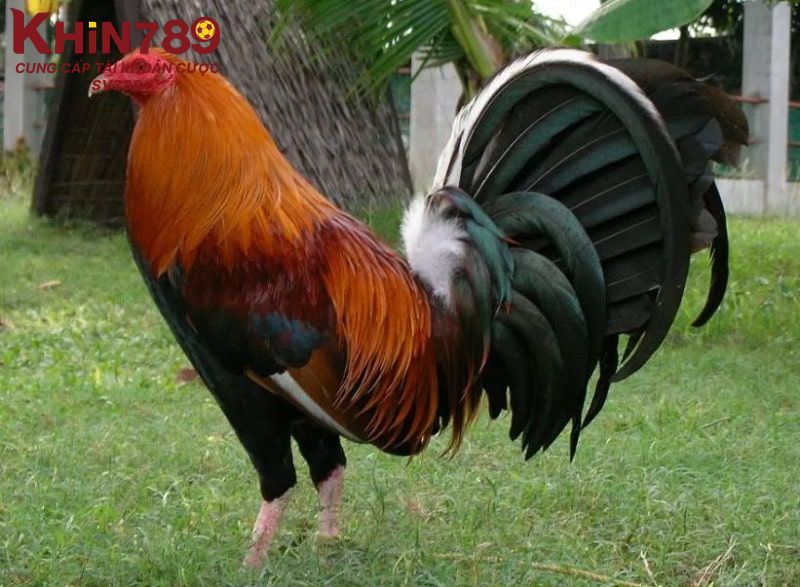 Cách nuôi dưỡng gà tre Mỹ thuần chủng cho sư kê mới vào nghề