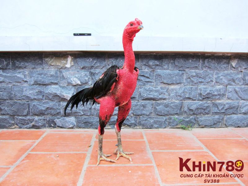 Cách xử lý khi gà đá bị sốc nhiệt thế nào?