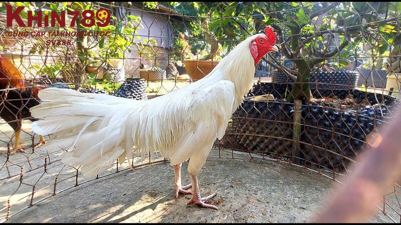 Thông tin giới thiệu về gà nhạn