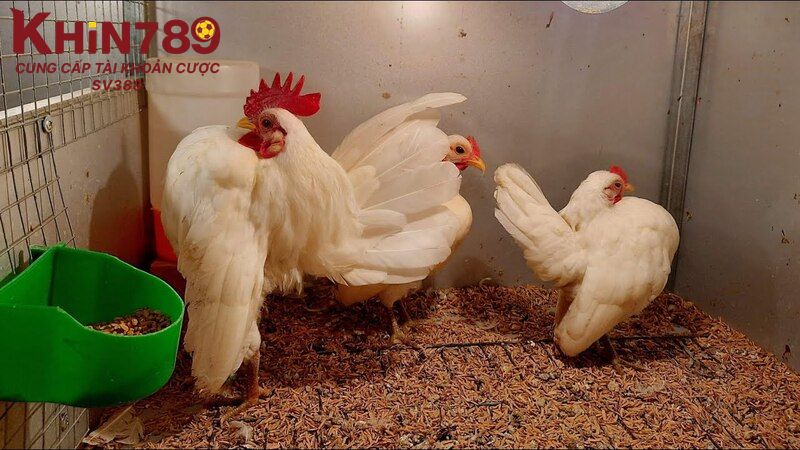 Màu lông trắng toàn diện là đặc điểm nổi bật của giống gà nhạn