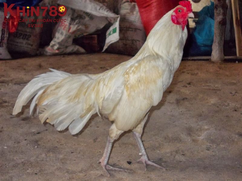 Phân loại các giống gà nhạn phổ biến