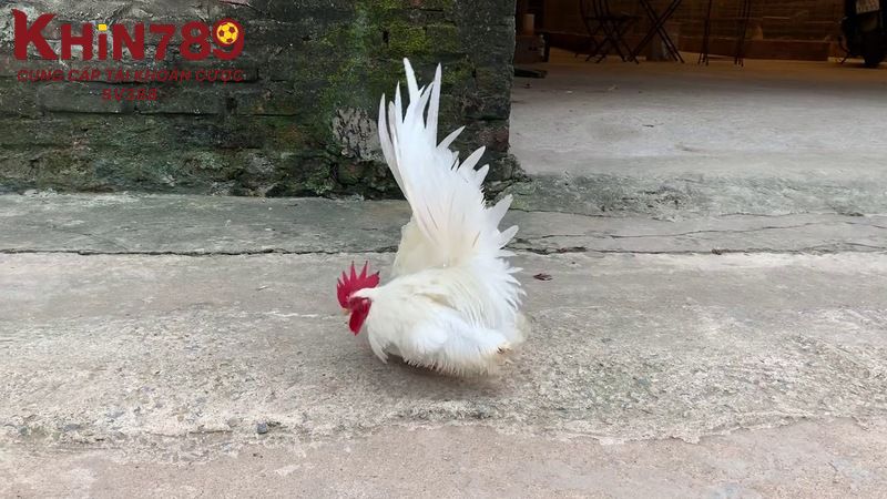 Giống gà nhạn chân vàng