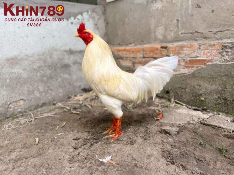 Gà úa là một chiến kê đặc biệt với màu lông vàng nhạt