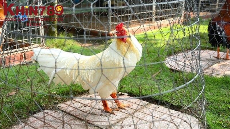 Lý do nên nuôi gà úa là gì?