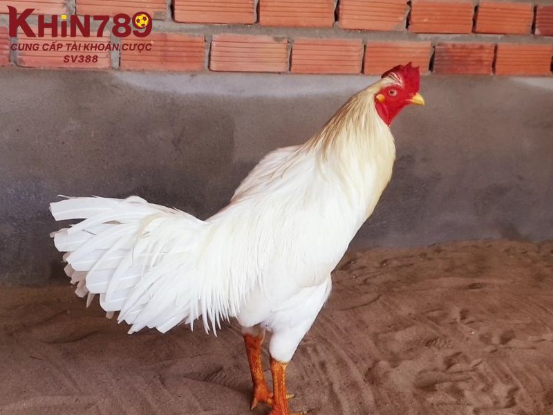 Các ngày may mắn để gà úa xuất trận