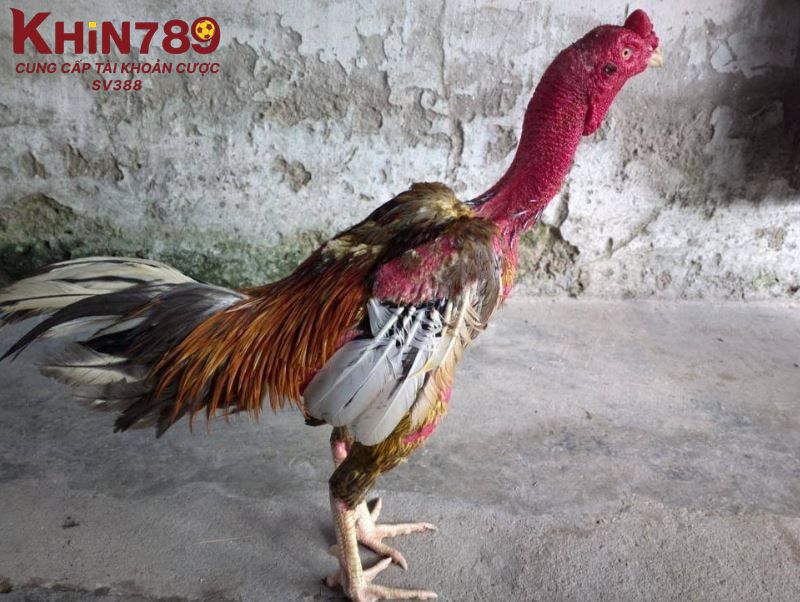 Căn cứ theo sức khỏe tổng quát của gà để chọn chiến kê dũng mãnh