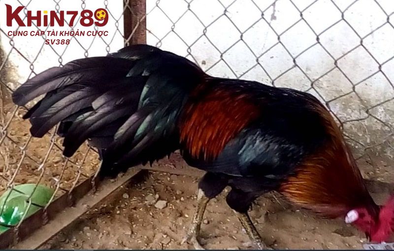 Tiêu chí cơ bản khi chọn gà theo tuổi anh em nên biết