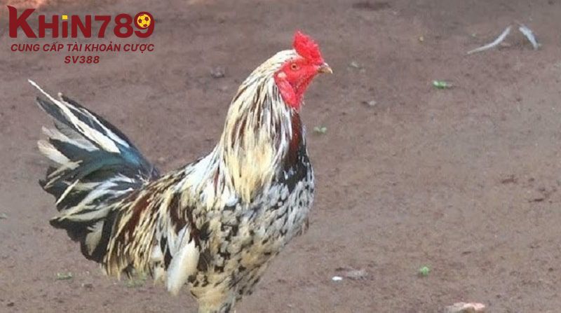 Lựa chọn chiến kê ưu tý trong 33 loại gà thần kê qua việc quan sát gà luyện tập