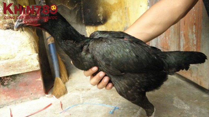 Tìm hiểu cách chọn gà chọi mái để đúc giống chuẩn