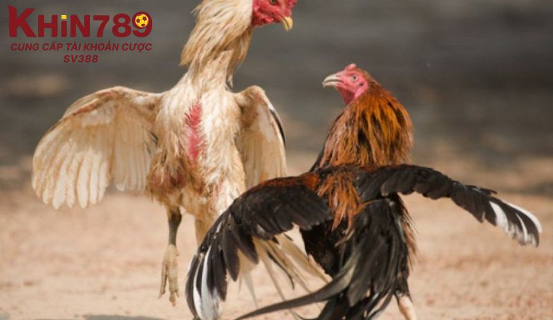 Hướng dẫn nuôi dưỡng gà đá thay lông chuyên nghiệp