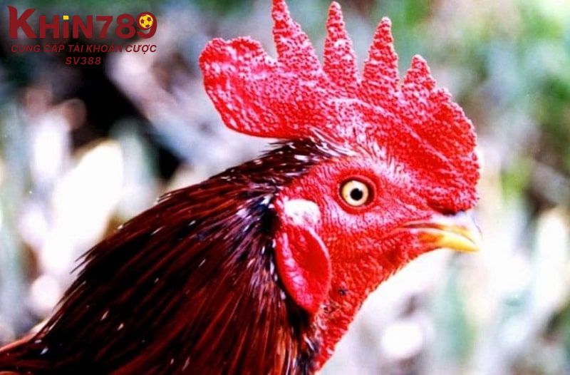 Đặc điểm ngoại hình nổi bật của gà Rosecomb