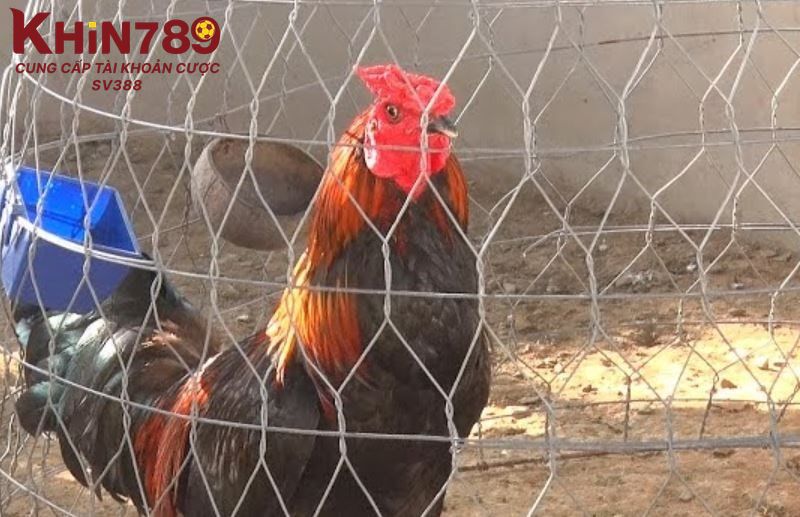 Hướng dẫn thiết kế chuồng trại khi nuôi gà Rosecomb