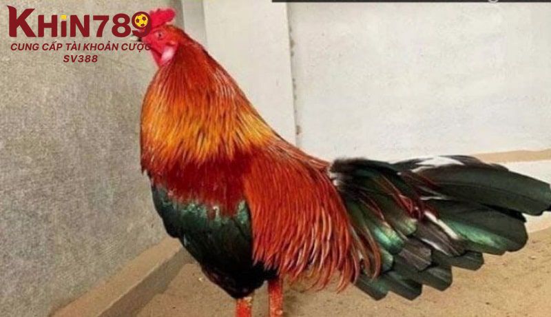 Chế độ dinh dưỡng khi chăm sóc gà Rosecomb bạn có thể tham khảo