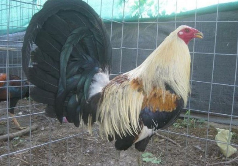 Đặc điểm ngoại hình nổi bật của gà Peru