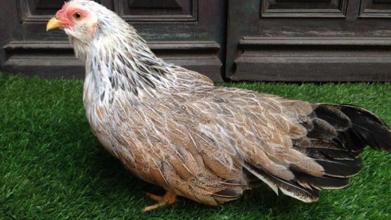 Gà mái tốt sẽ có xương liền mạch, đặc và chắc